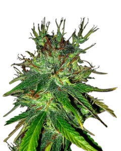 Bubblegum Haze Feminized Cannabis Seeds
