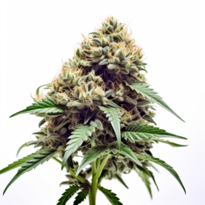 Bubblegum Haze Feminized Cannabis Seeds