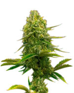 Bubblegum Strain Autoflowering Cannabis Seeds