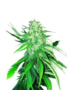 Bubblegum Strain Feminized Cannabis Seeds