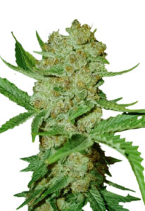 Bubblicious Autoflower Cannabis Seeds