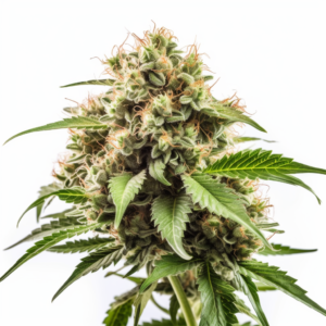Bubblicious Strain Autoflowering Cannabis Seeds