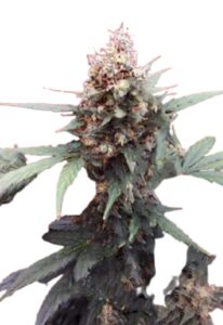 Bubblicious Feminized Cannabis Seeds