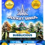 Bubblicious Strain Autoflowering