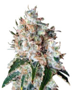 Bubblicious Strain Autoflowering Cannabis Seeds