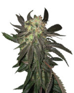 Bubblicious Strain Feminized Cannabis Seeds