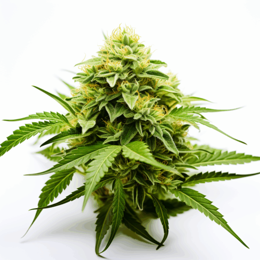 CB Cheese Strain