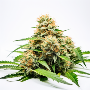 CB Cheese Strain Autoflowering Cannabis Seeds