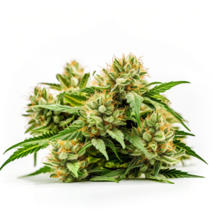CB Dutch Treat Strain Feminized Cannabis Seeds