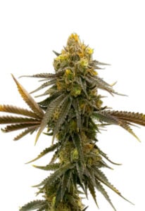 CBD ACDC Strain Feminized Cannabis Seeds