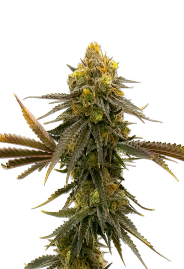 CBD ACDC Cannabis Seeds
