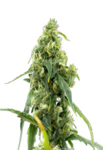 CBD Black Diesel Cannabis Seeds
