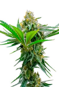 CBD Cheese Strain Feminized Cannabis Seeds