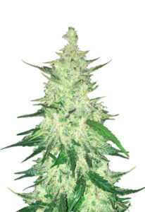 CBD Diesel Marijuana Seeds