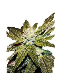 CBD Elixir Regular Cannabis Seeds
