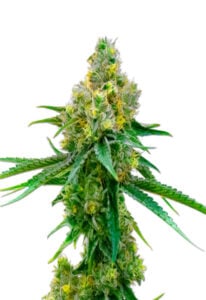 CBD Harlequin (1:1) Marijuana Seeds