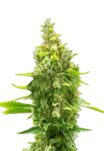 CBD Haze Cannabis Seeds