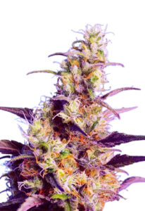 CBD Indica Fast Version Cannabis Seeds