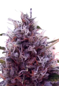 CBD Kali Kush Cannabis Seeds