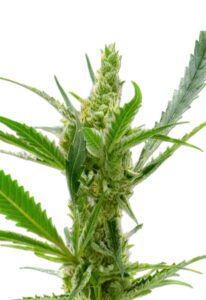 CBD Kush Cannabis Seeds