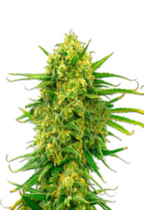 Auto CBD Mexican (1:1) Marijuana Seeds