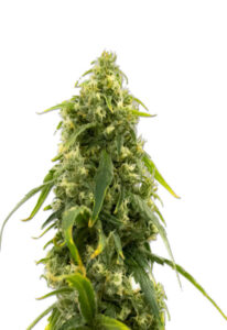 CBD Sour Tangie Marijuana Seeds (1:20)