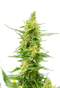 CBD Strawberry Kush Cannabis Seeds