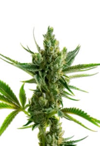 CBD Super Silver Strain Feminized Cannabis Seeds