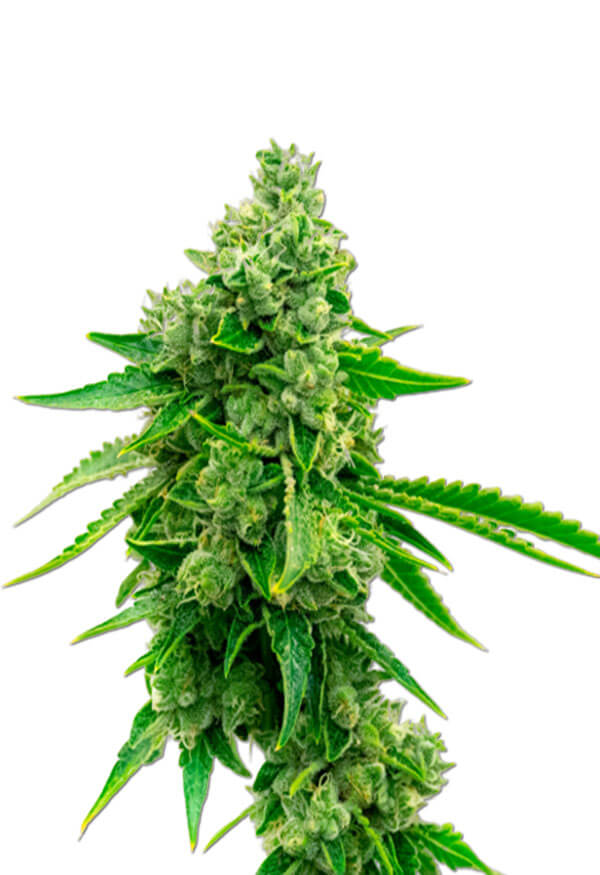 CBD Tangie Cannabis Seeds