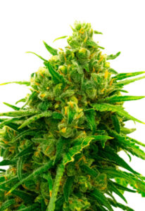 Auto CBD White Widow Cannabis Seeds