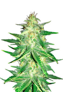 CBD Zkittlez Cannabis Seeds