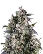 Cafe Racer Strain Autoflowering Cannabis Seeds