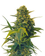Cake Batter Strain Feminized Cannabis Seeds