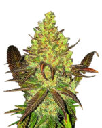 Cali Kush Feminized Cannabis Seeds