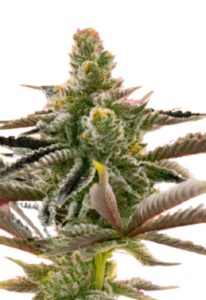 California Dream Feminized Marijuana Seeds