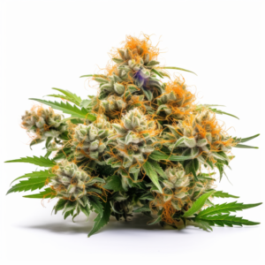 California Orange Strain Autoflowering Cannabis Seeds