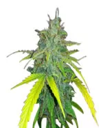 California Orange Strain Autoflowering Cannabis Seeds