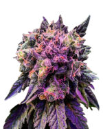 Candy Haze Feminized Cannabis Seeds