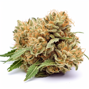 Candy Jack Strain Feminized Cannabis Seeds