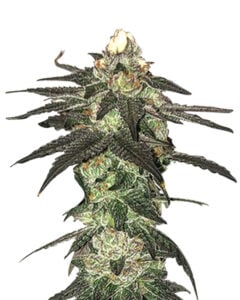 Candy Jack Strain Feminized Cannabis Seeds