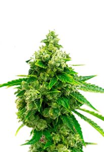 Candy Kush Feminized Cannabis Seeds