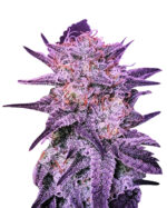 Candy Kush Feminized Cannabis Seeds