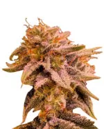 Candyland Peyote Strain Feminized Cannabis Seeds