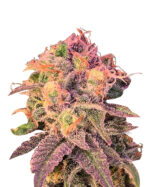 Cataract Kush Feminized Cannabis Seeds
