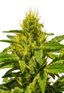 Cataract Kush Feminized Cannabis Seeds