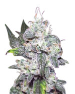 Cereal Milk Strain Autoflowering Cannabis Seeds