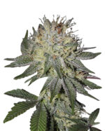Cheese Diesel Strain Feminized Cannabis Seeds