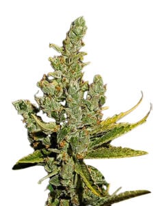 Cheese Strain Autoflowering Cannabis Seeds