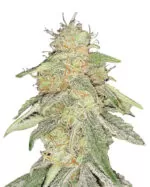 Cheese Strain Feminized Cannabis Seeds