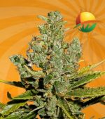 Cheese Strain Autoflowering